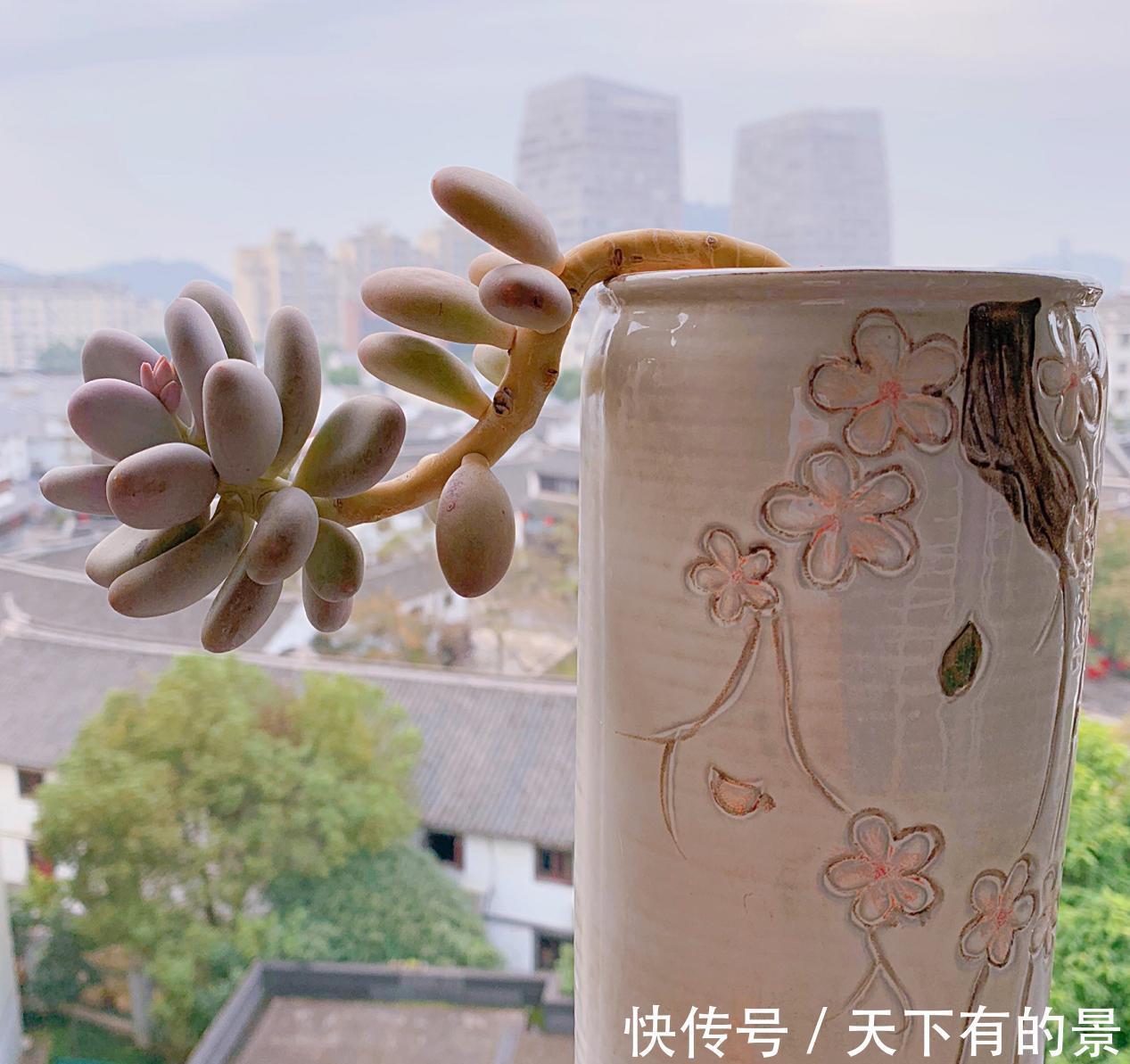 秋季养多肉白美人,满足4点,株型小巧叶片肥美,状态好极了