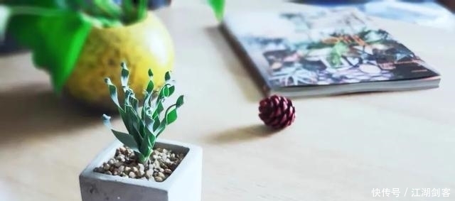 家里养几盆弹簧草,叶子卷曲似弹簧,清新雅致、个性十足