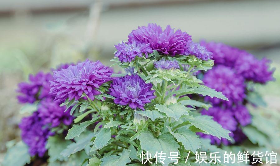 盆栽|夏天里这5种花,爱喝水是大水桶,每天浇水才能枝叶翠绿长势旺