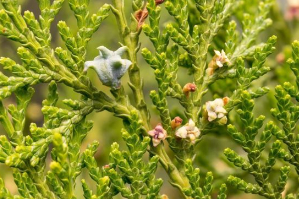 白发最好的解决办法,不用去染,一片树叶煮水