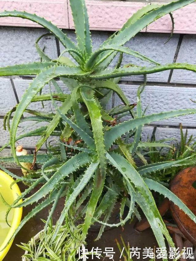 石斛兰|人养花，花也养人，这15种花，越养家里越干净