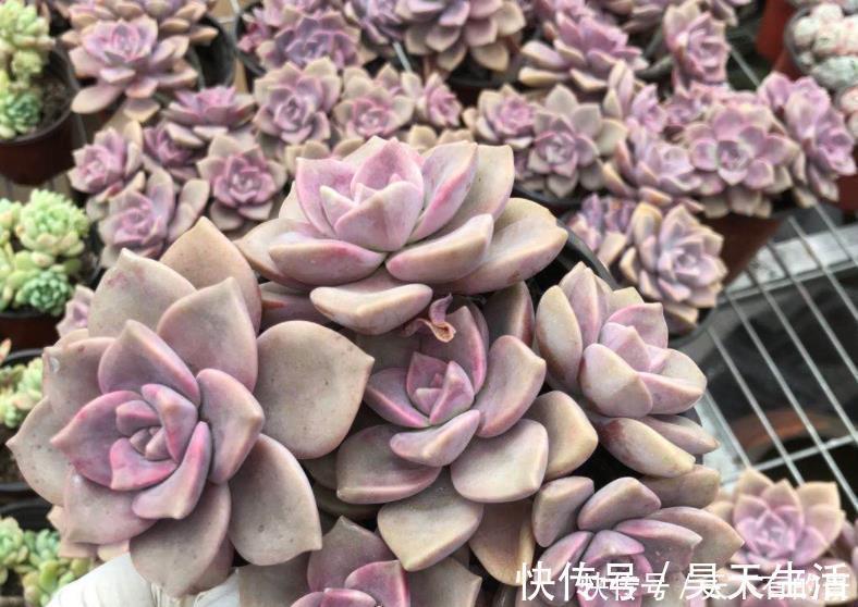 徒长|有1片叶子就能活的紫乐，夏季盆栽，注意3点才叶子肥美