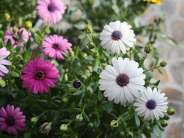 别再养绿萝吊兰了,此花漂亮又好养,扔土里就能活,花开数月不谢