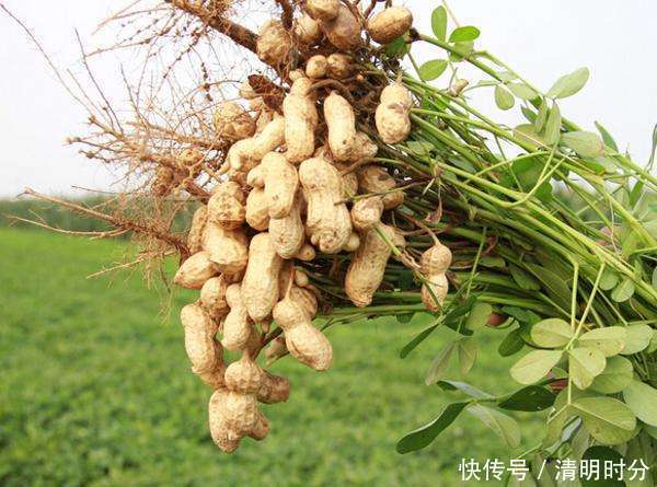 女性不想显老，常吃此食物，减肥排毒，养颜抗衰好处多