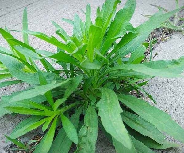 小蓬|此物名为“解酒草”，是治疗肠胃“特效药”，路边常见，遇到珍惜