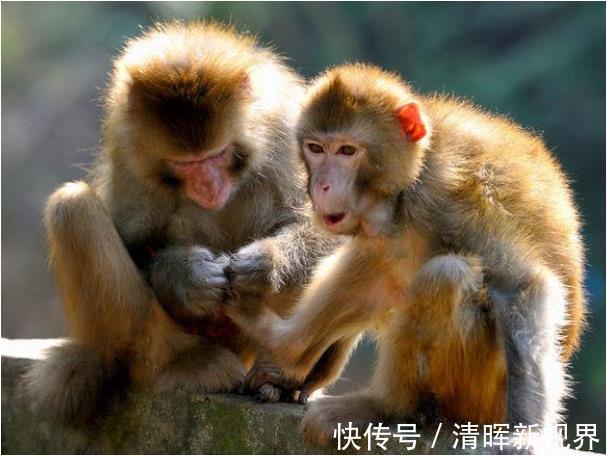 黄道|“猴猴猴”过了52岁，一定要好好看看，尤其是68年的大金猴