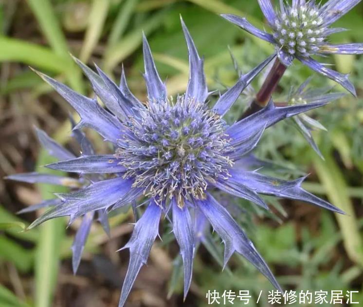 要养|这6种喜阳的花,可以说是给点阳光就灿烂系列,一定要养两盆哦