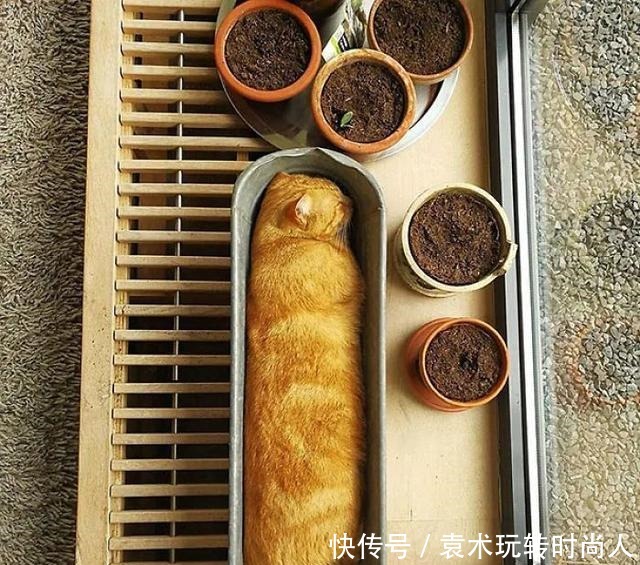 图片|20张“奇特”的图片,看错一半的人,一定是个吃货