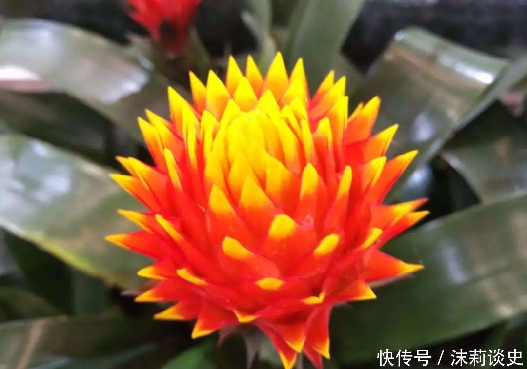 十大最受欢迎年宵花,学会挑选,才不上当