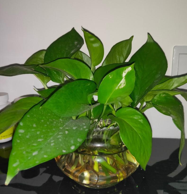 灌点|5种大型花原来是个酒鬼,每周灌点酒,喝完马上绿油油!