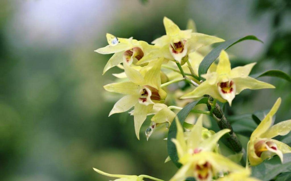 山里有种救命仙草，现在可以盆栽种在家，你了解过嘛