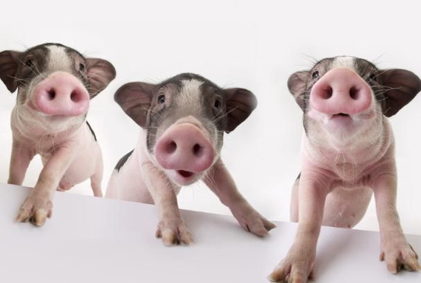 95年属猪女和属猪男