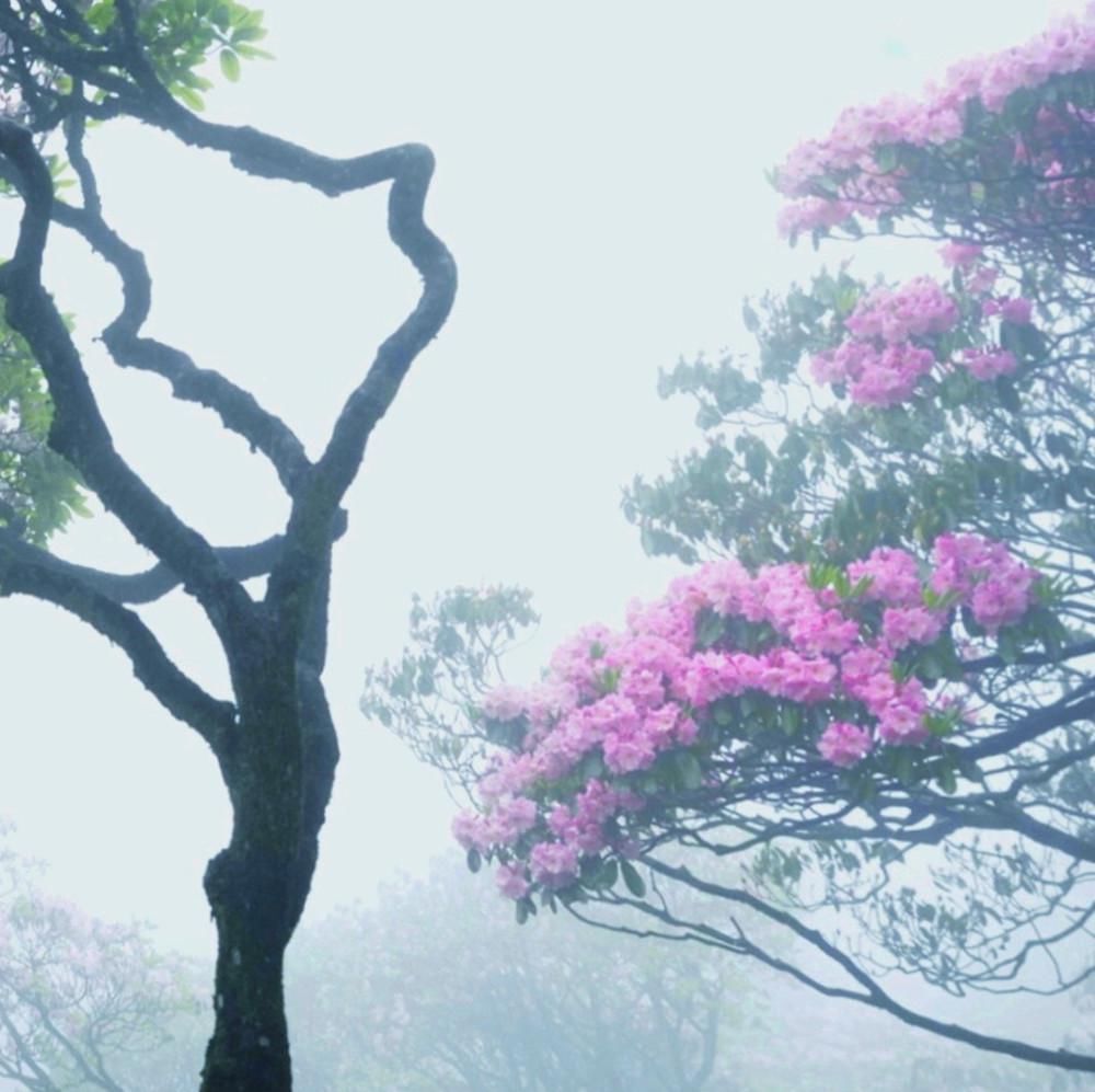 罗学成：赏千年杜鹃 观千亩花海