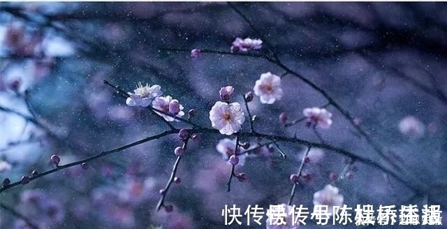 梅花|不经一番寒彻骨,怎得梅花扑鼻香,这三首梅花诗一生至少读一次