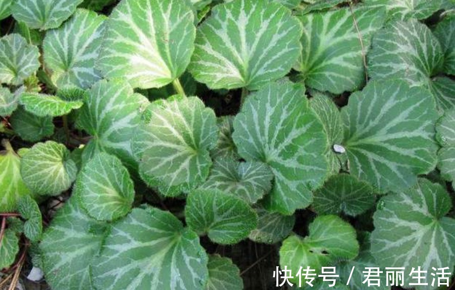 治疗|乡村一种治疗耳朵的野草,曾不被人们重视,现在价格昂贵