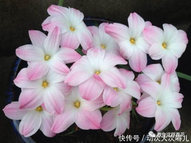  惊艳|这种球乱养都能活，丢盆里1个月开花，开花太惊艳