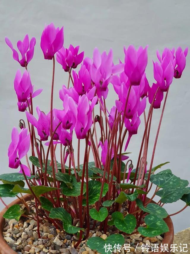 8种“坑人花”,过年谨慎入,没有“高技术”,养一盆枯一盆