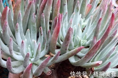 爱杜丽丝是仙女杯属的经典多肉,不但好养且养成老桩后充满沧桑感