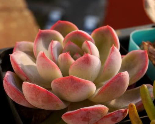 多肉红边月影怎么养教你3个小妙招,种出最红润璀璨的红边月影
