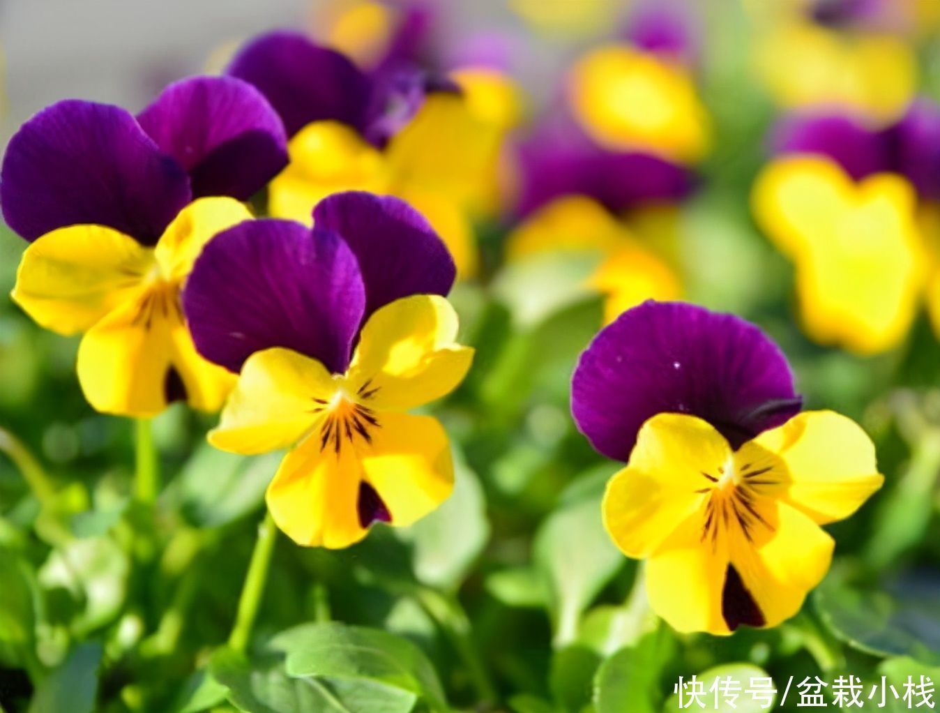 种花|4种花,不怕寒冷好养活,不愁冬春没花看