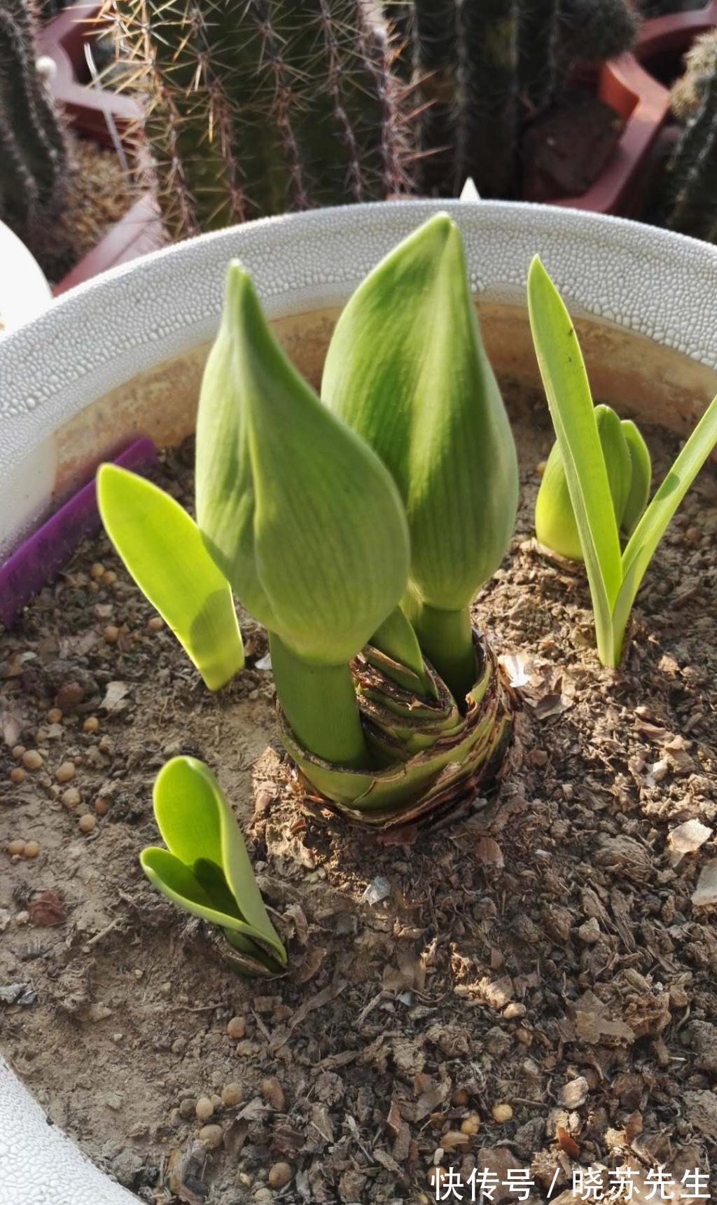 一个大疙瘩，开花“比脸大”，养朱顶红的5个窍门，年年开大花