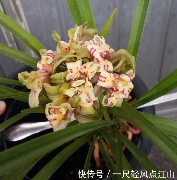 它是春兰最美“牡丹”,朵型硕大,气势磅礴,曾卖到30万一苗