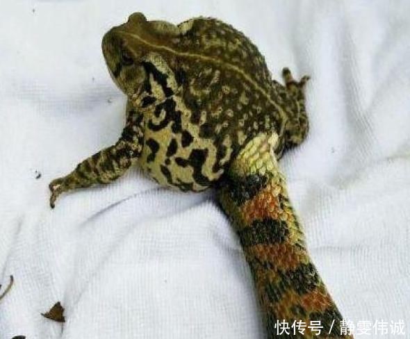 不速之客|奇趣探知男子钓到一只青蛙,拉上岸后,发现跟来一个不速之客