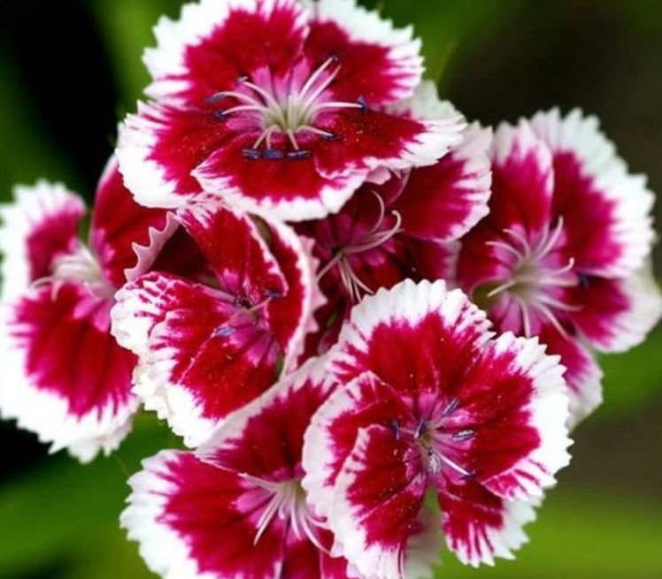 4种花长势好、开花多,花大色艳真漂亮,谁养谁上瘾