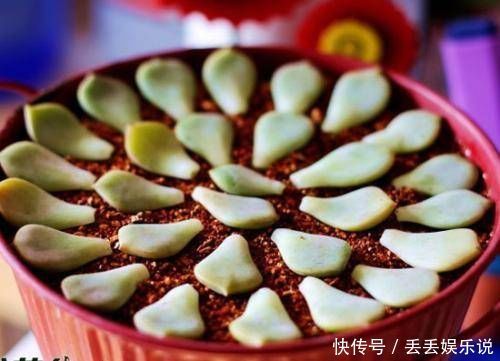 叶片|多肉植物不用买,像张大爷这样捡,养出多肉小花园,不比买的差