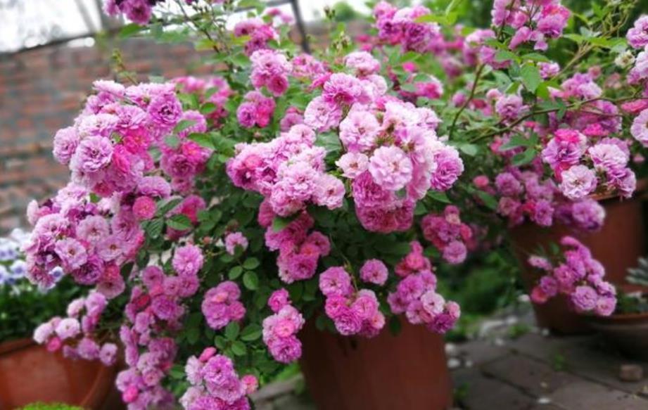 夏天养此款花卉，直接变成小花园，美丽鲜花，花开不断！