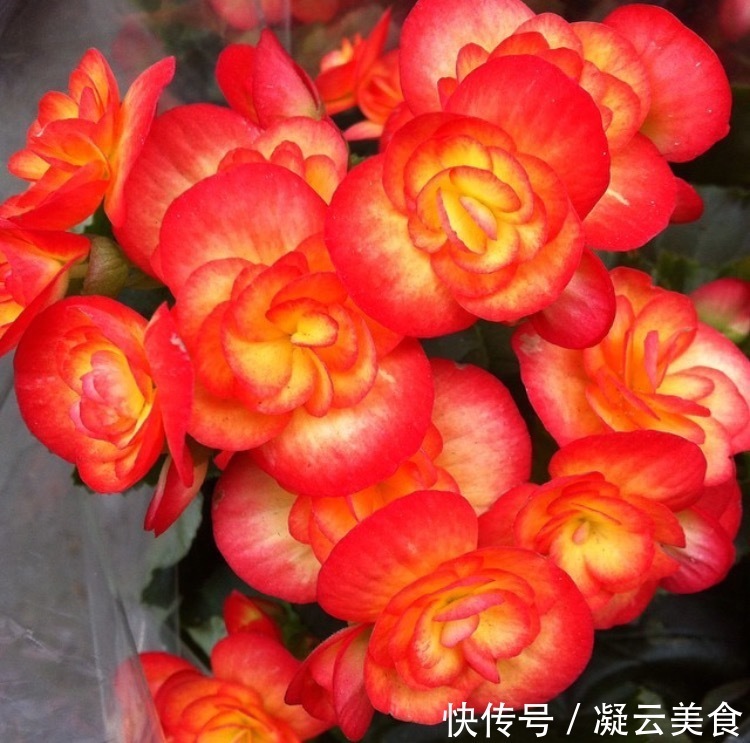 这2种花卉“养不好”教你学会“3招”，花卉顺利生长，开花不断