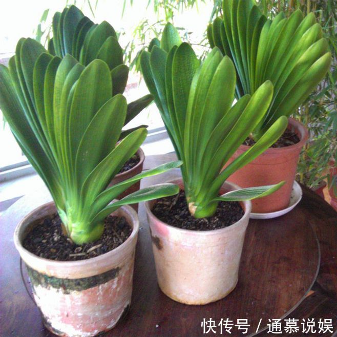 叶片|5种漂亮的花,要用“小盆”养,否则会影响生长和开花,别忽视