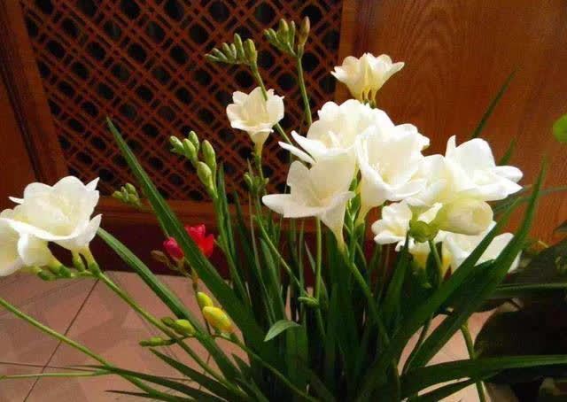 香雪兰|闺蜜到我家,发现一种花,爱上了它,15元买一盆,那叫一个“香”