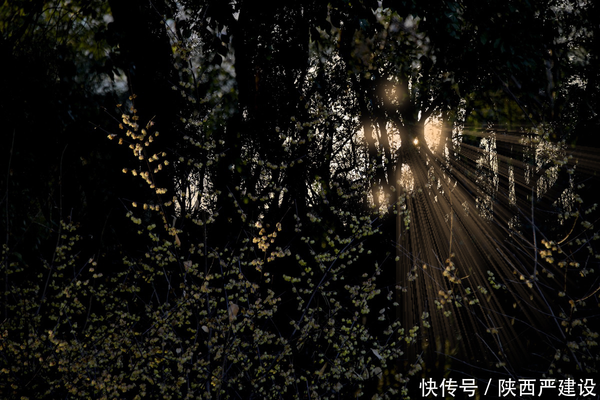 老年|新虹口花园的玉兰花开了【严建设】