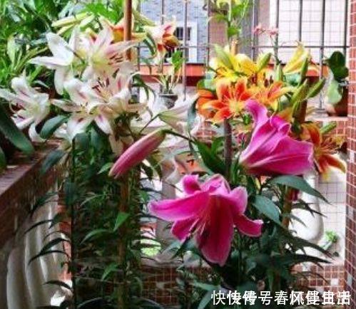 百合花|4种花超漂亮，颜色多，越晒开花越旺，只见花朵不见叶，超漂亮