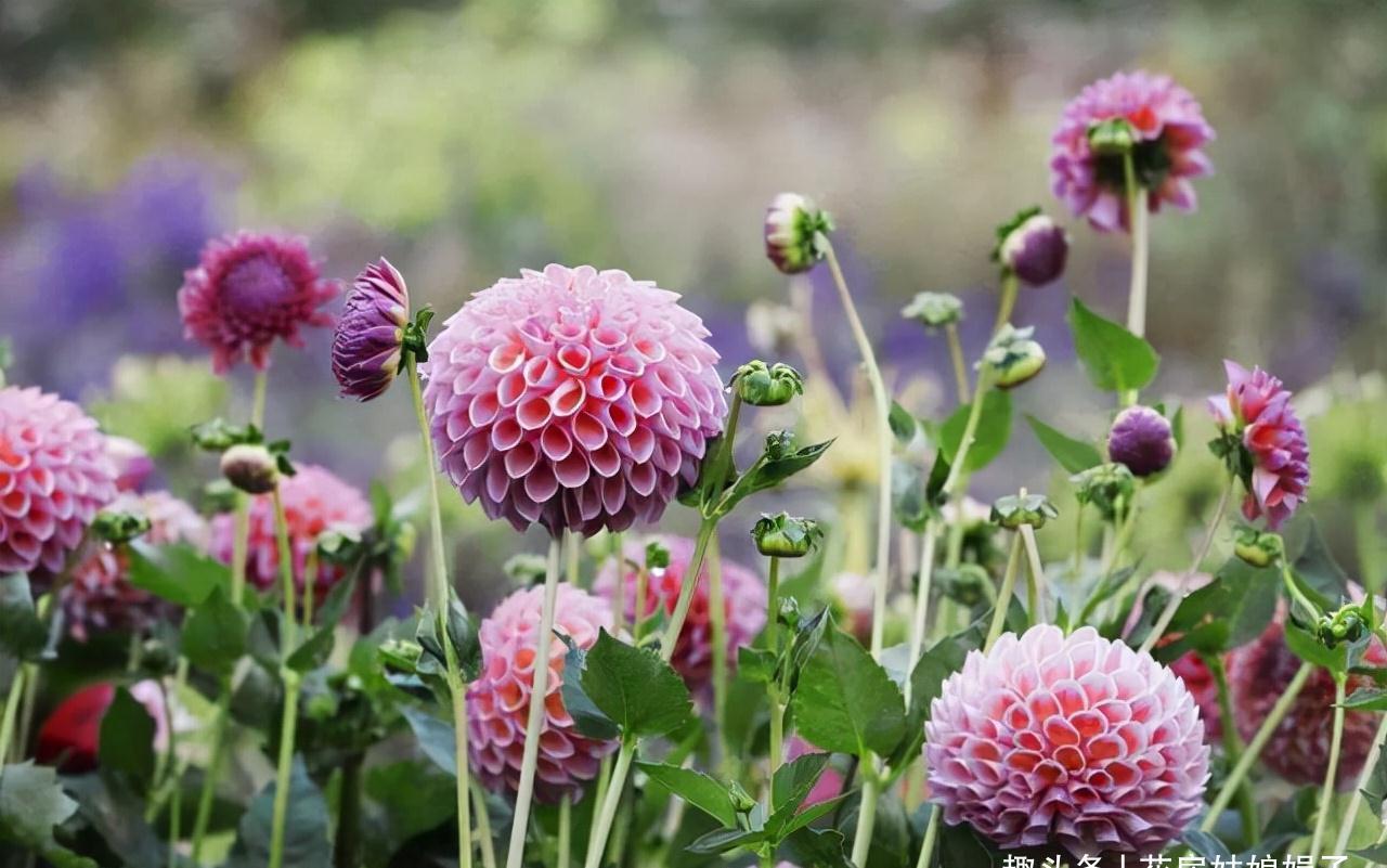 小丽花|12月了,家里养这些“年宵花”,株型美观、花色艳丽,还十分喜庆