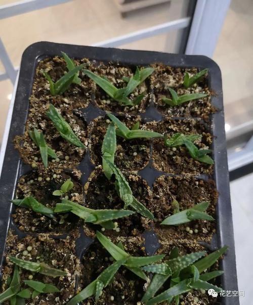 养分|养花万能水,每月用2次,补水补养分,还不用施肥!