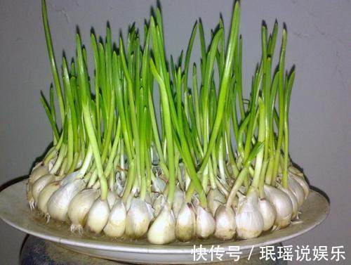 龙葵碱|2类蔬菜发芽后吃，不仅没毒，而且营养价值翻倍