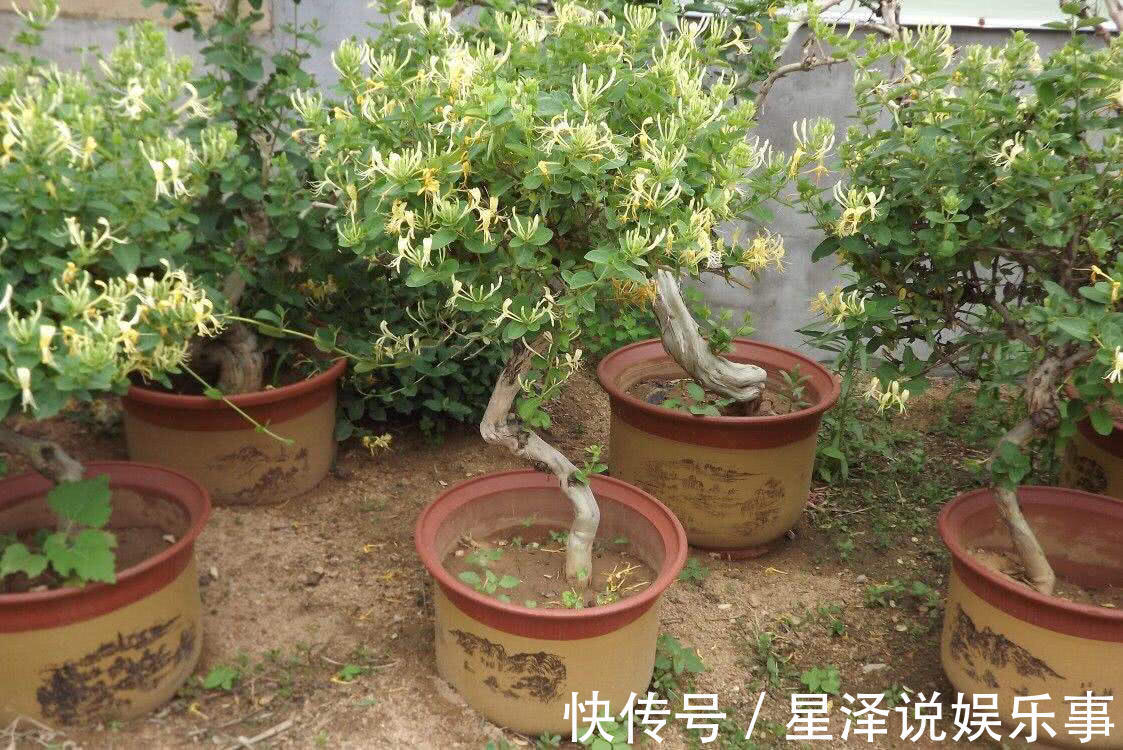茉莉花|这5种盆栽,不止有观赏价值,还能食用药用,好养又漂亮