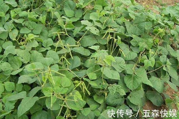 高产|绿豆清热解暑、润肠通便、降血压,掌握四点,种出优质高产的绿豆