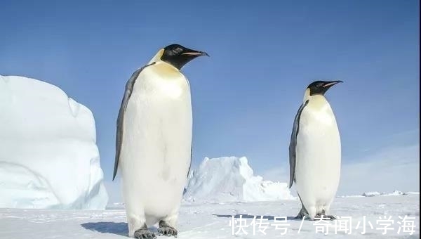 24个冷知识：生物老师看完直呼不可思议，但却真实存在的有趣知识。