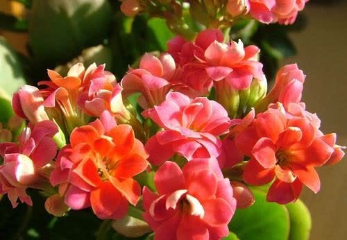 还在花钱买花肥？教你自制有机肥，不花一分钱养啥花都旺！