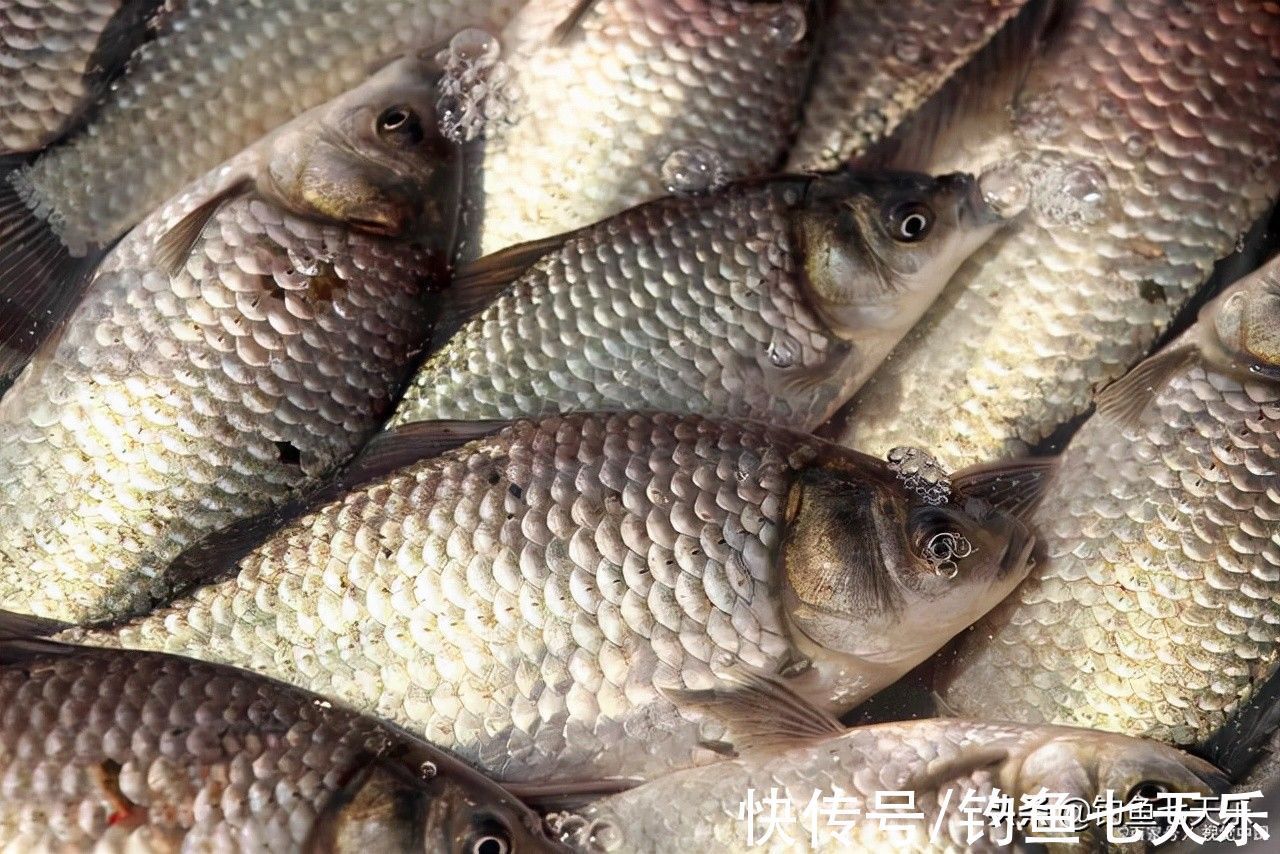 觅食|气温下降也别封竿,大板鲫的觅食高峰来了!现在垂钓正当时