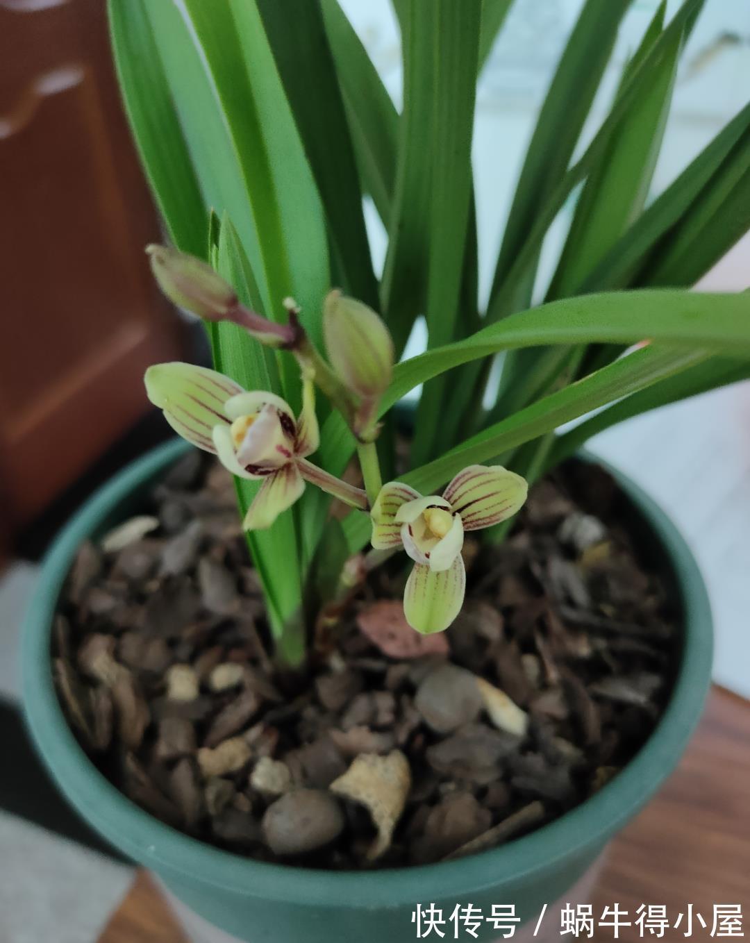 焕发|兰花难发新芽,注意“三害一控”,焕发根系活力,荷瓣逾百兰香浓