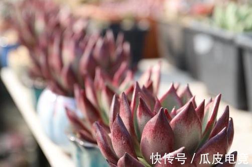 20种多肉推荐给大家,美图美肉,那种多肉你最喜欢