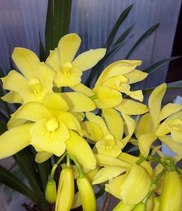 花友|一款“零差评”的兰花，花色金黄无暇，香味浓郁悠久，很适合新手