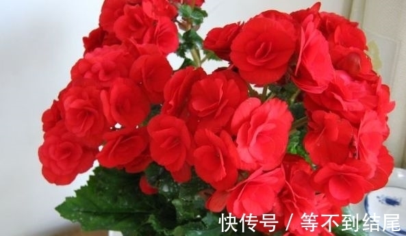 凤仙花|颜值超高的几种花卉，花大色艳，仙气十足，谁见了都想养