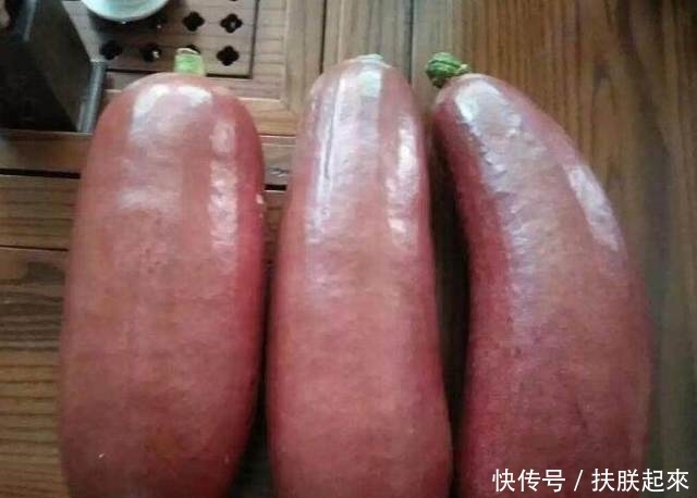 发芽|长成这样的果子你们见过吗?盆栽在家里,很快生根发芽