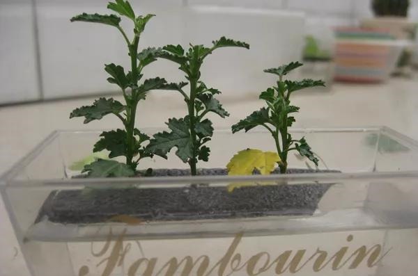 3种枝条泡水里,10天长根,一次开花100朵,水培成活率更高!