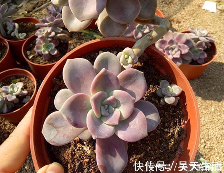 徒长|有1片叶子就能活的紫乐，夏季盆栽，注意3点才叶子肥美